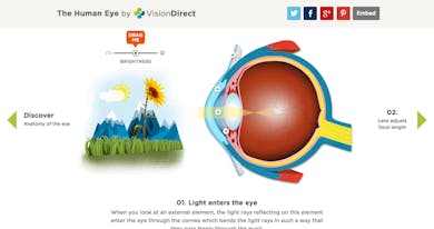 An Interactive Guide To The Human Eye Thumbnail Preview