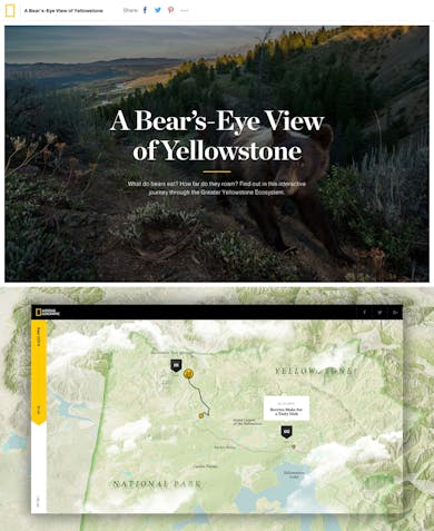 A Bear’s-Eye View of Yellowstone Thumbnail Preview