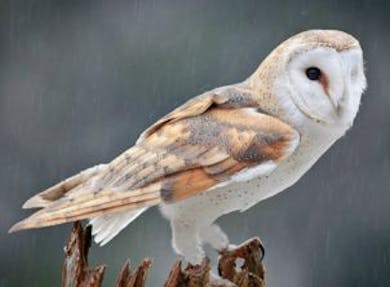 Owl sounds for relaxation
